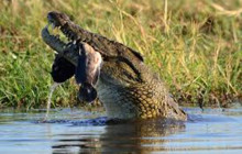 Africa Beast Safaris4