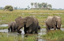 Africa Beast Safaris11