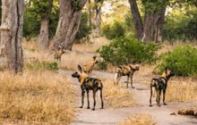 Africa Beast Safaris15