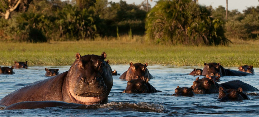 8 Days Okavango Delta to Victoria Falls Accommodated Safari Tour