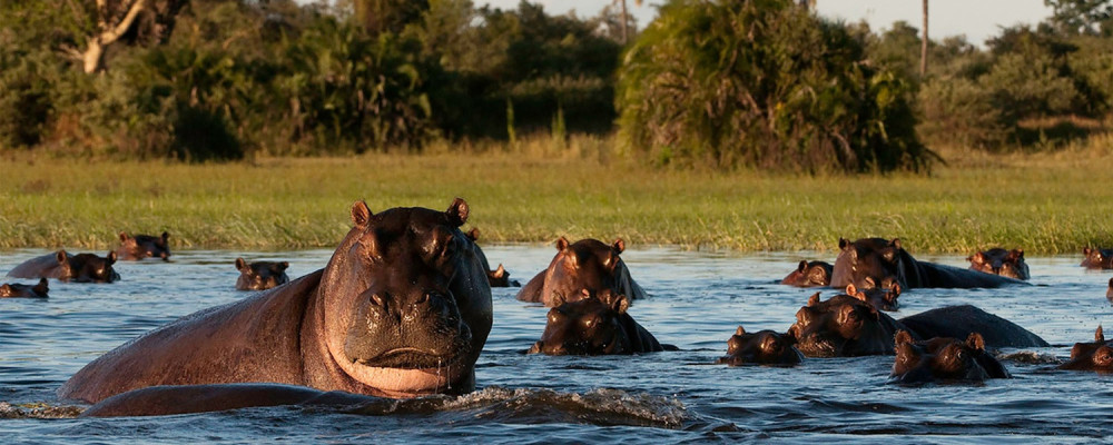 8 Days Okavango Delta to Victoria Falls Accommodated Safari Tour