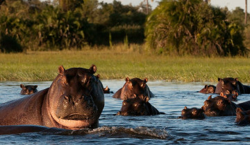 A picture of 8 Days Okavango Delta to Victoria Falls Accommodated Safari Tour