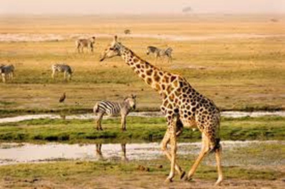 Africa Beast Safaris