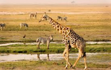 Africa Beast Safaris5
