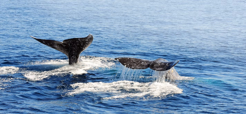 Dolphin And Whale Watching Excursion