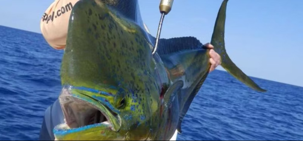 Full-day Deep Sea Fishing In Dominica