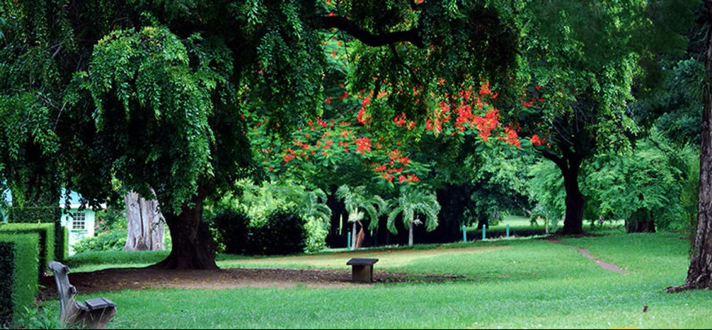 Roseau Highlights Tour with Falls, Gardens & Morne Bruce