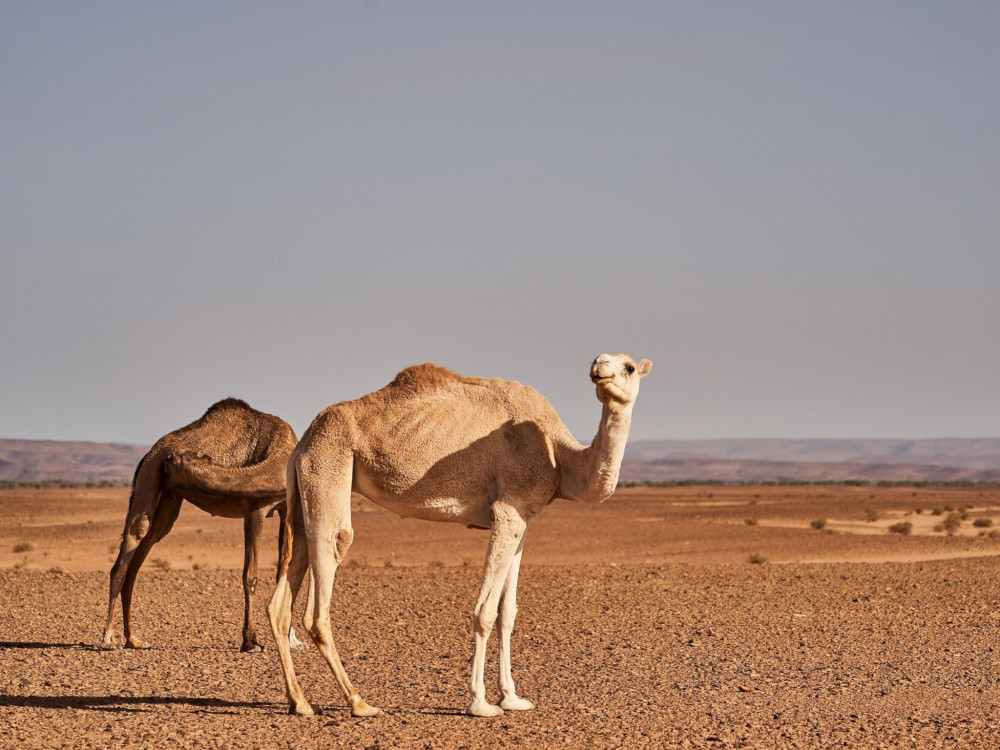 3 Days Desert Tour from Marrakech