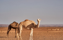 Morocco First Travel With Us1