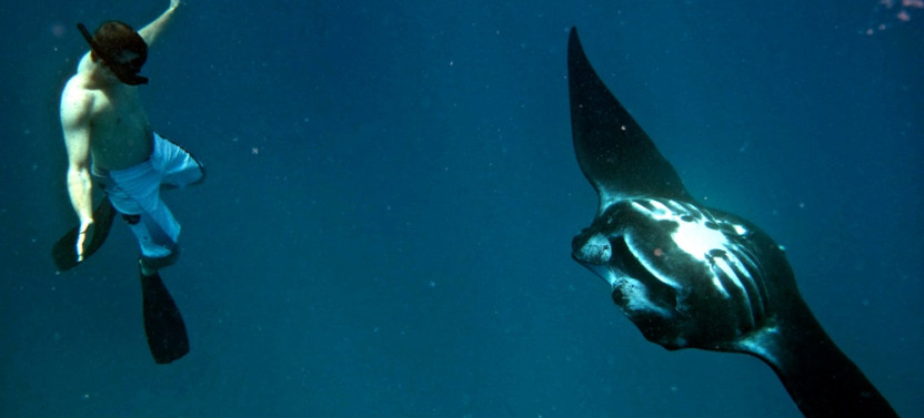 Manta Ray Snorkeling Day Cruise With Lunch From Port Denarau