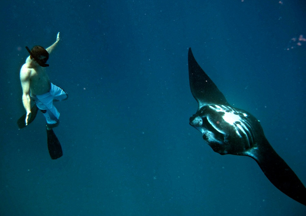 Manta Ray Snorkeling Day Cruise With Lunch From Port Denarau