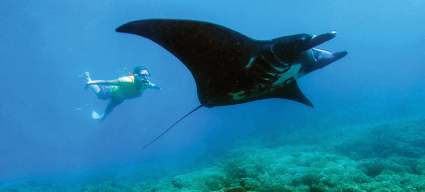 Manta Ray Snorkeling Day Cruise With Lunch From Port Denarau