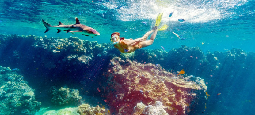 Guided Reef Shark Snorkel Adventure with Buffet Lunch from Port Denarau
