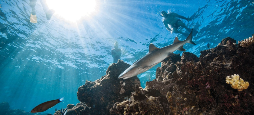 Guided Reef Shark Snorkel Adventure with Buffet Lunch from Port Denarau