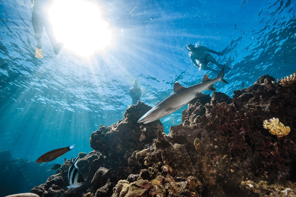 Guided Reef Shark Snorkel Adventure with Buffet Lunch from Port Denarau