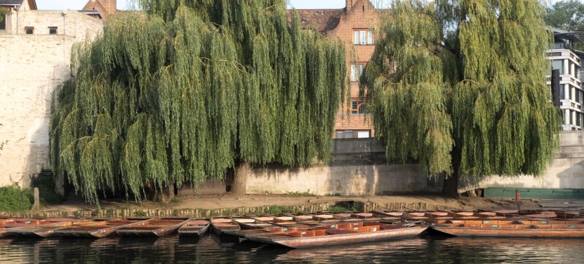 Shared Alumni-led Cambridge Walking Tour & Punting w/opt King's Chapel