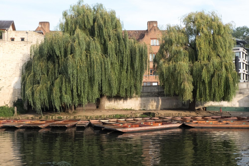 Cambridge University Punting and Walking Combination Tour