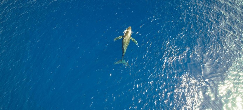 Waikiki Whale Watch Catamaran Cruise with Shuttle
