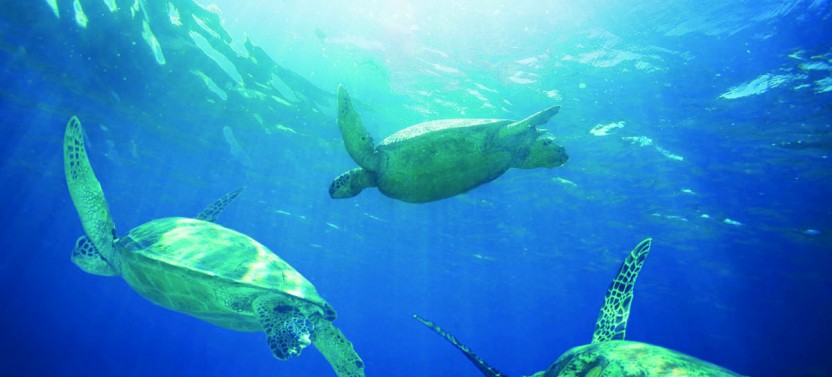 Waikiki Catamaran Cruise - Turtle, Snorkel and Lunch with Shuttle