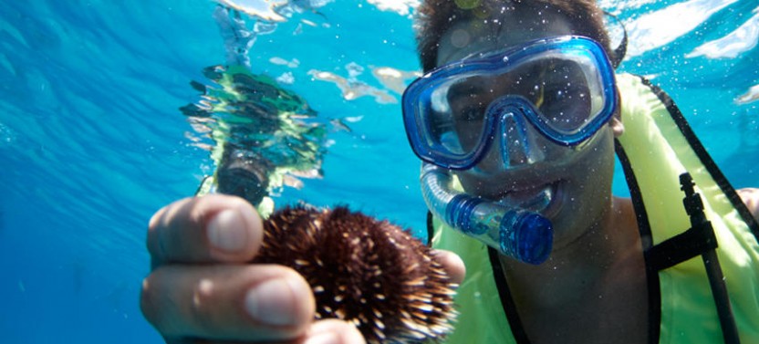 Morning Turtle Snorkel - Catamaran with Shuttle