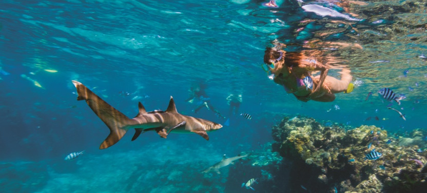 2-Day Ultimate Reef Shark Encounter With Overnight Stay in Yasawa Islands