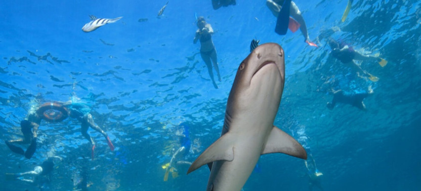 3-Day Island Adventure With Reef Shark Encounter in Fiji
