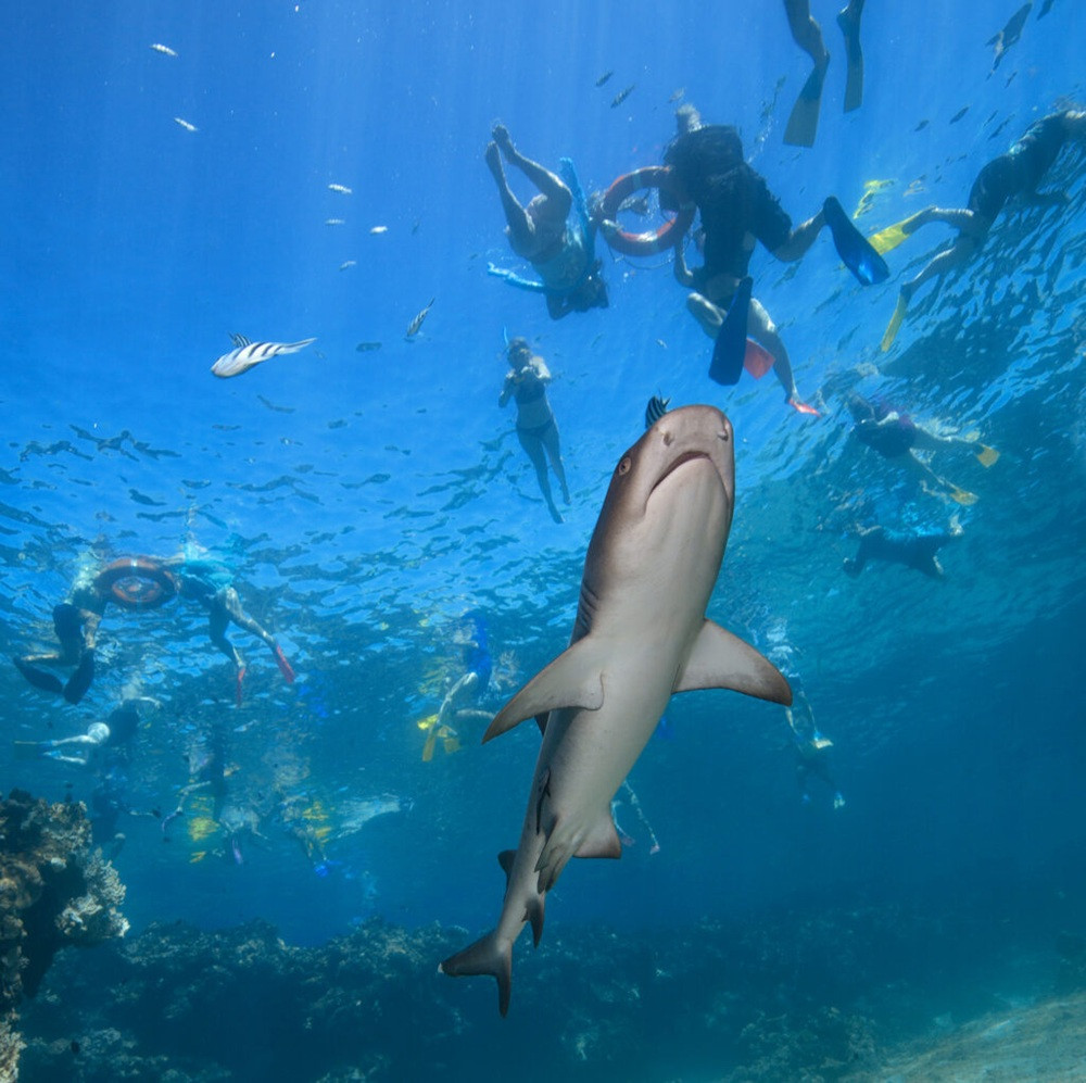 3-Day Island Adventure With Reef Shark Encounter in Fiji