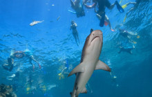 South Sea Cruises Group Pte Ltd19