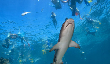 A picture of 3-Day Island Adventure With Reef Shark Encounter in Fiji