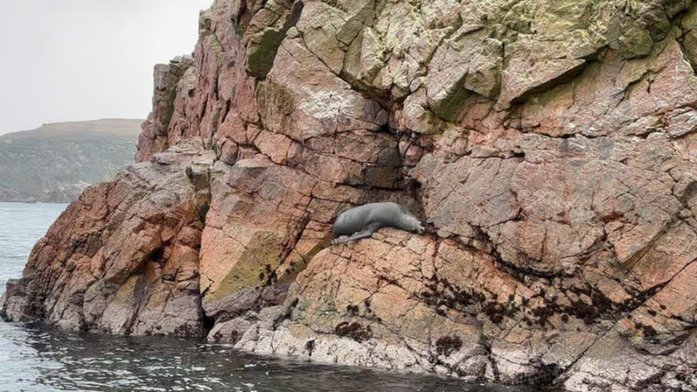 Ballestas Islands & Paracas Reserve Tour from Pisco Cruise Terminal