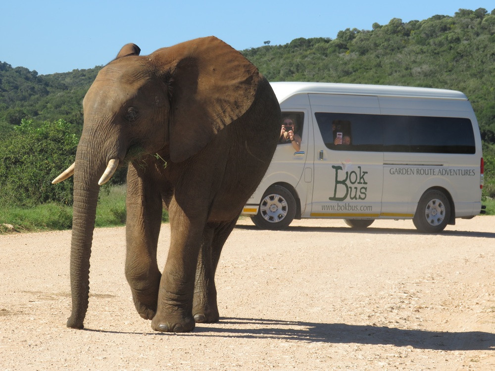 5-Day Guided Garden Route Safari & Coastal Adventure in South Africa