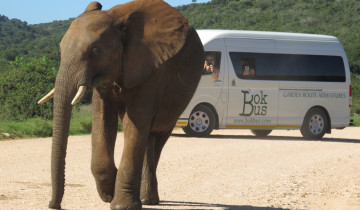 A picture of 5-Day Guided Garden Route Safari & Coastal Adventure in South Africa