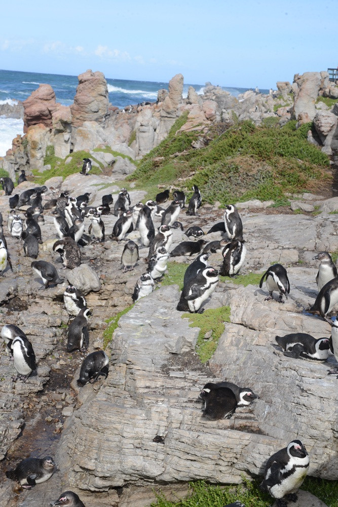4-Day Guided Garden Route Adventure with Wildlife and Cango Caves