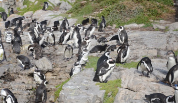 A picture of 4-Day Guided Garden Route Adventure with Wildlife and Cango Caves