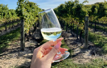 Cellar Door Wine Experience2