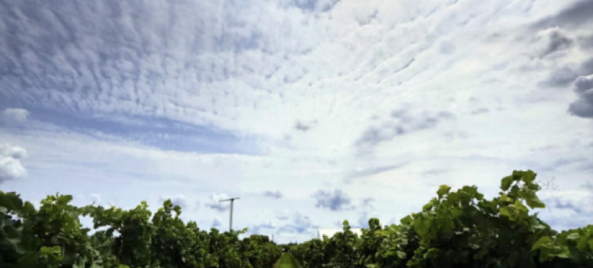 Niagara Wine Country Lunch Tour With Tastings at 4 Wineries