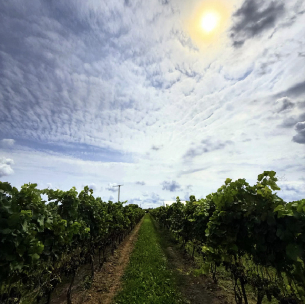 Cellar Door Wine Experience