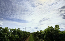 Cellar Door Wine Experience3