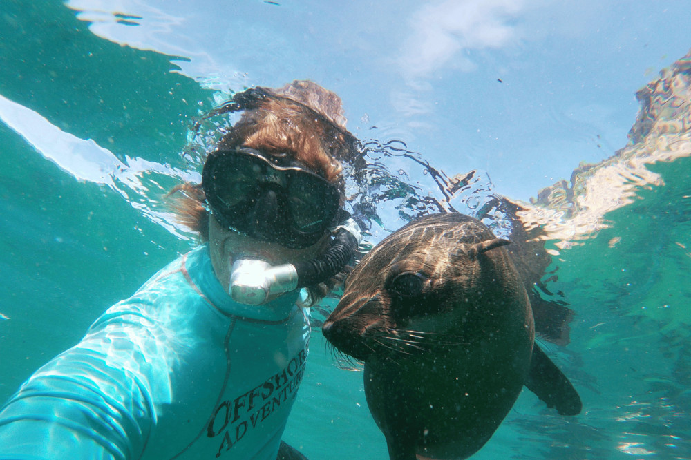 Snorkeling Adventure with Playful Cape Fur Seals at Robberg Peninsula