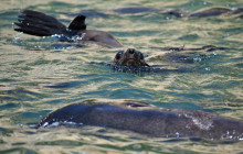 Offshore Adventures4