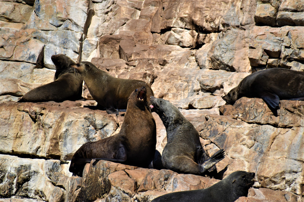 Guided Coastal Cruise with Guaranteed Cape Fur Seal Viewing