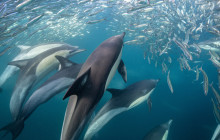 Offshore Adventures6