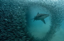 Offshore Adventures3