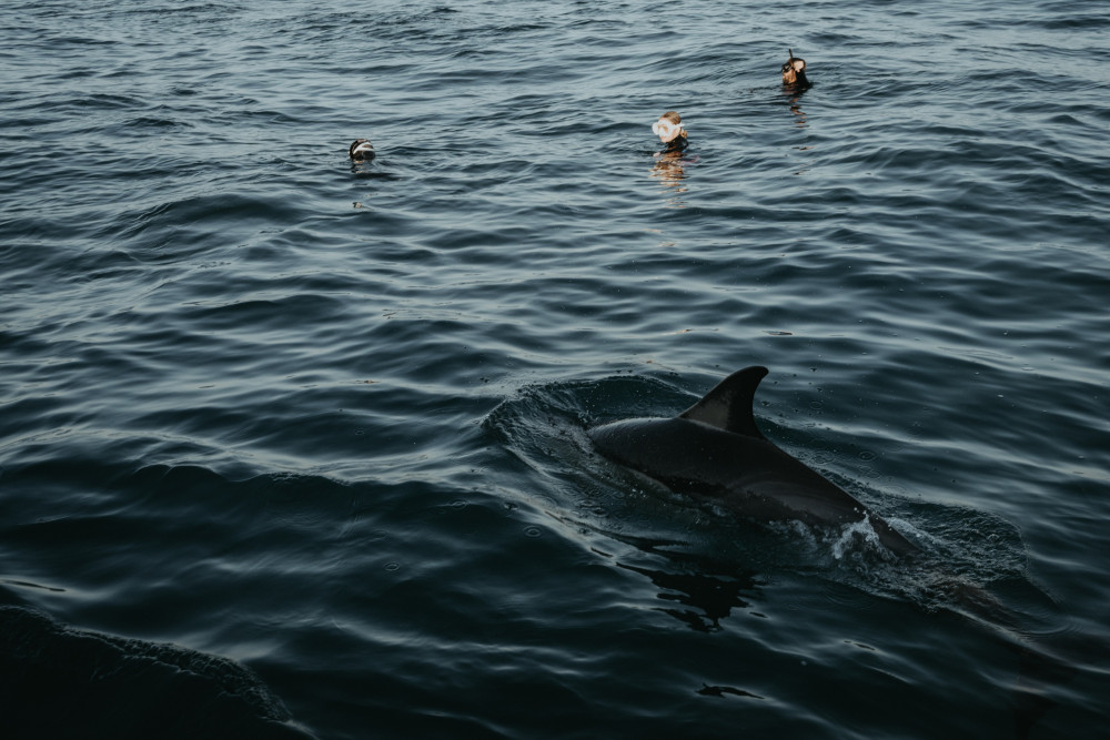 8 Day Sardine Run And Snorkel Expedition in South Africa