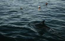 Offshore Adventures1