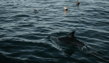 A picture of 8 Day Sardine Run And Snorkel Expedition in South Africa
