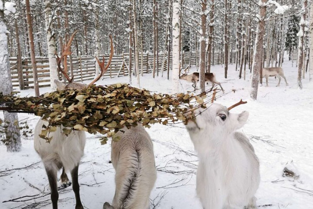 Northern Future