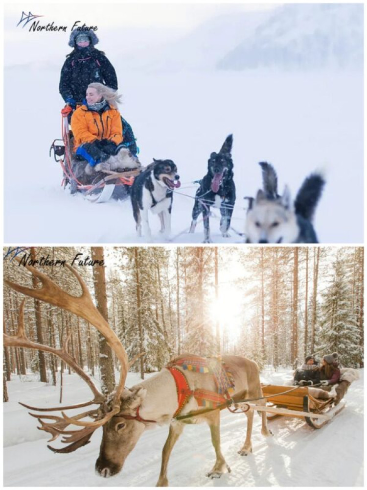 Arctic Huskies and Reindeers Fun in Rovaniemi