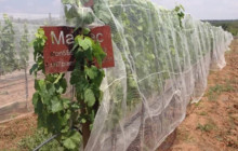 San Juanito3
