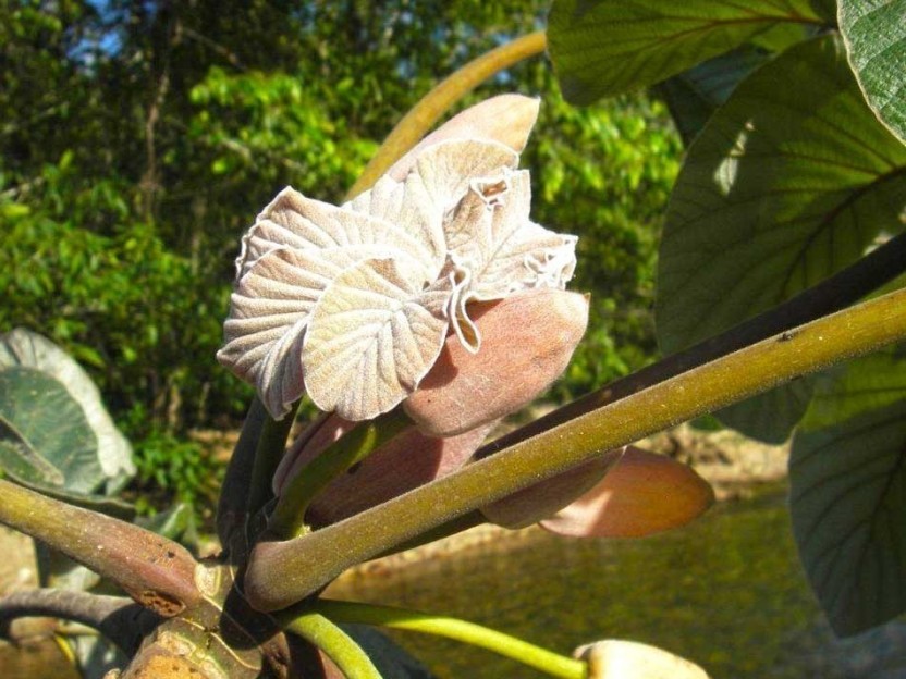 Mopan River Hike